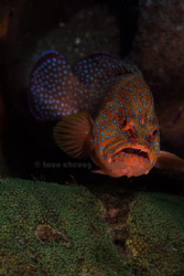 Coral Grouper by Taco Cheung 